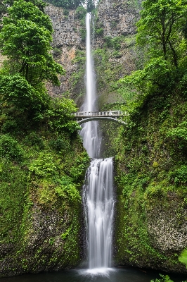 Tree water nature forest Photo