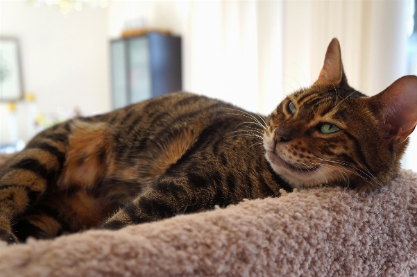 猫 哺乳類 ひげ
 脊椎動物
 写真