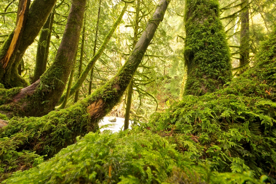 Arbre forêt région sauvage
 bifurquer