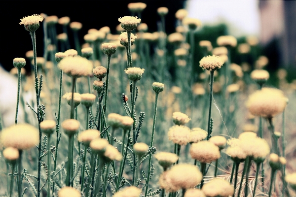 Foto Naturaleza césped planta campo