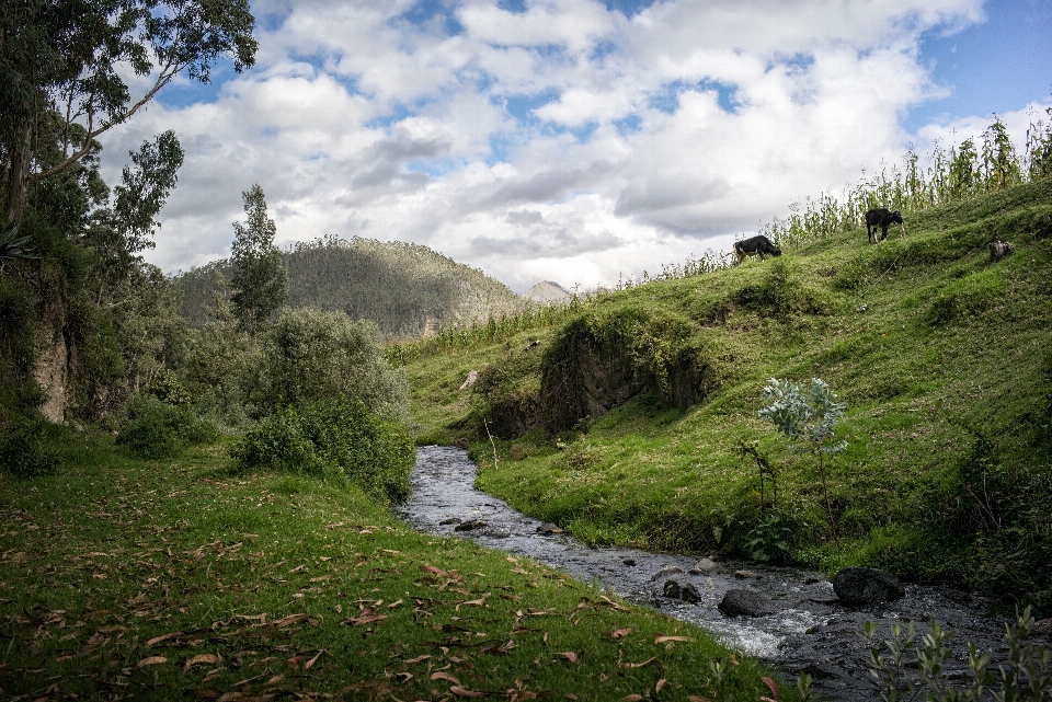 Krajobraz drzewo natura las