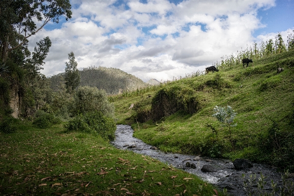 Landscape tree nature forest Photo