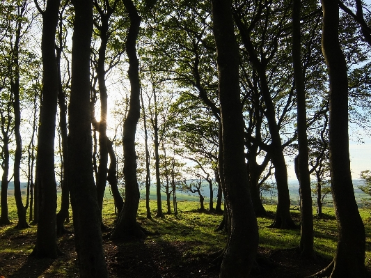 Landscape tree nature forest Photo