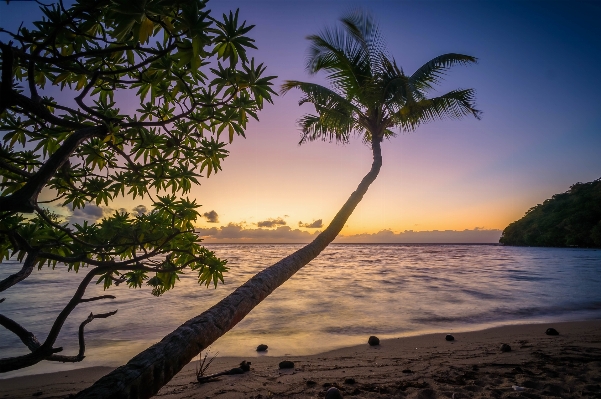 Beach sea coast tree Photo