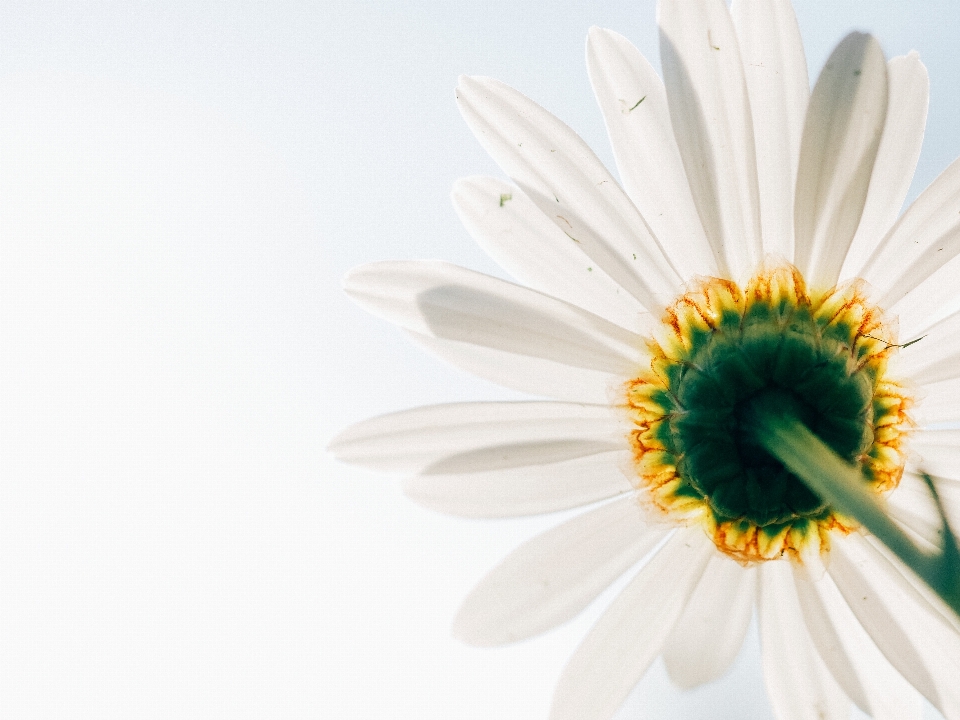 Nature blossom plant white