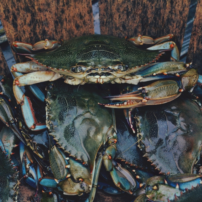 Alimento mariscos cangrejo garra