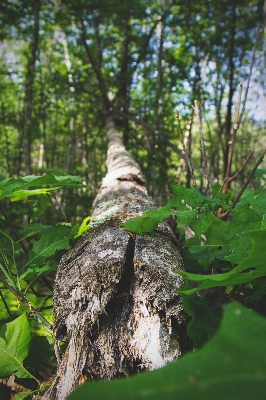 木 自然 森 ブランチ 写真