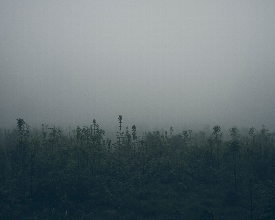 Arbre nature forêt horizon