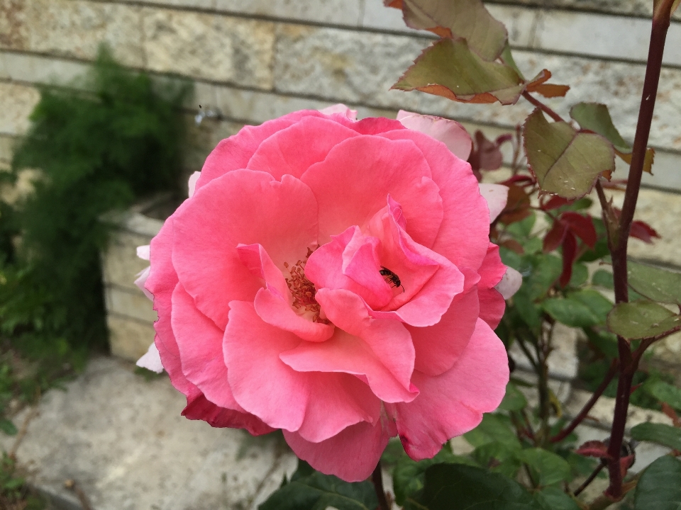 Planta flor pétalo rosa