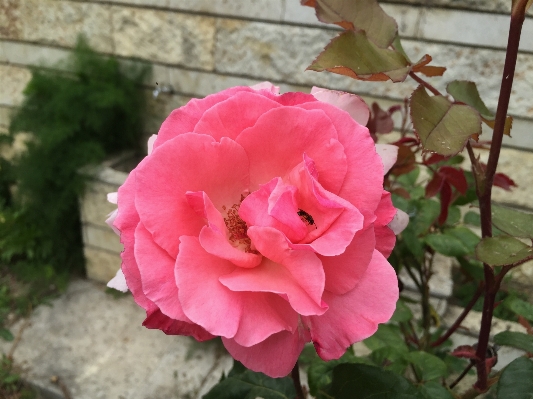 Plant flower petal rose Photo