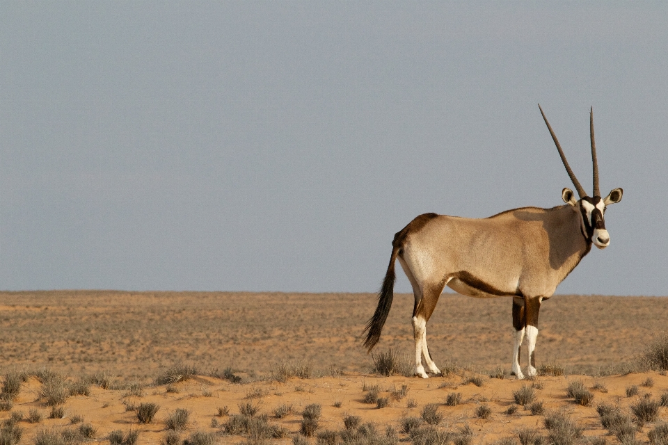 Prairie desert animal wildlife