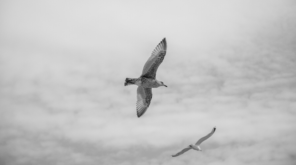 Neige oiseau aile noir et blanc
