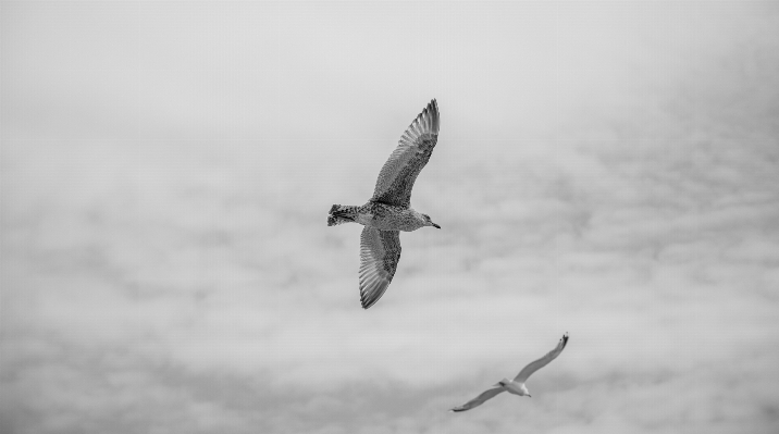 Photo Neige oiseau aile noir et blanc
