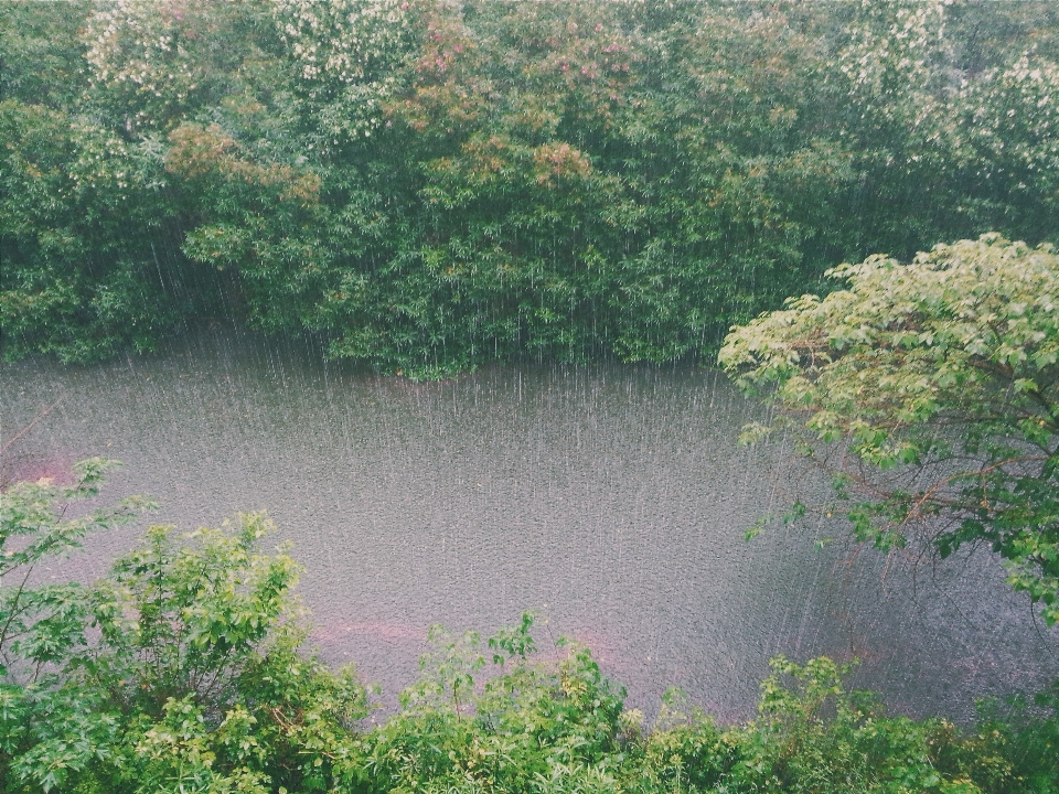 Arbre eau forêt pluie