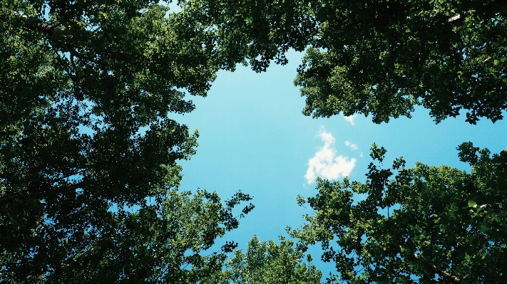 Baum natur wald zweig Foto