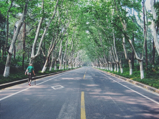 Tree forest walking road Photo