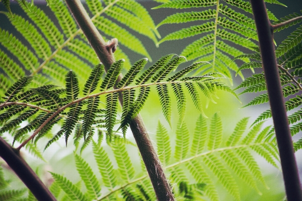 Foto Albero natura foresta ramo