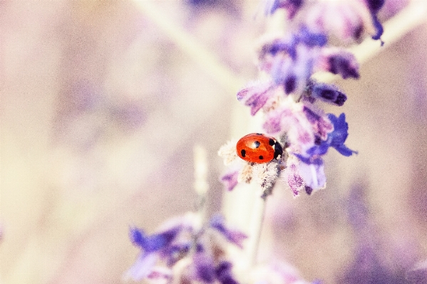 Nature blossom plant photography Photo