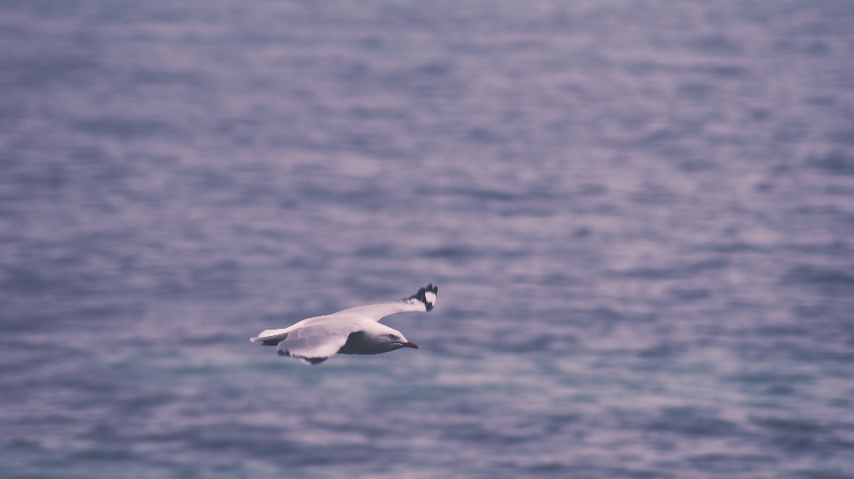 Mare oceano uccello ala