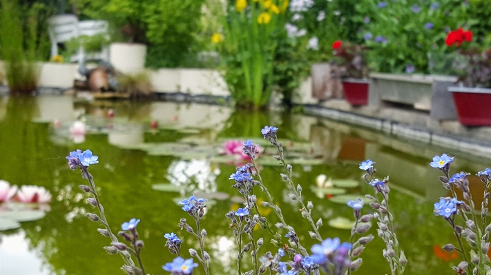 Water nature grass blossom Photo