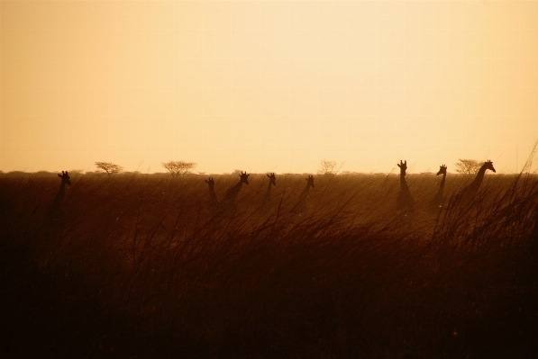 Landscape nature sand horizon Photo