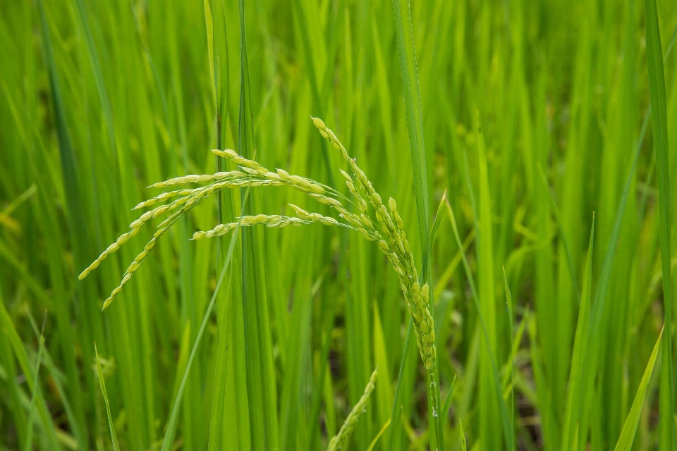 Grass plant field lawn