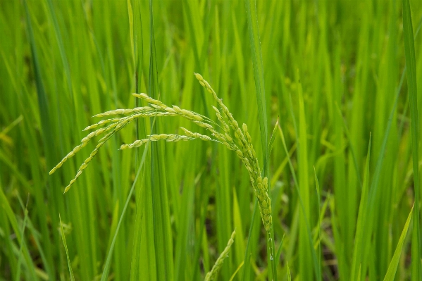 Grass plant field lawn Photo