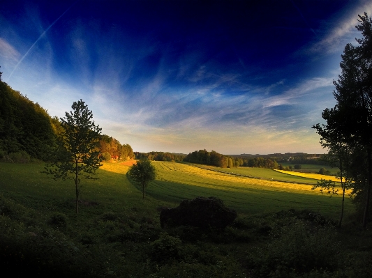 Landscape tree nature grass Photo