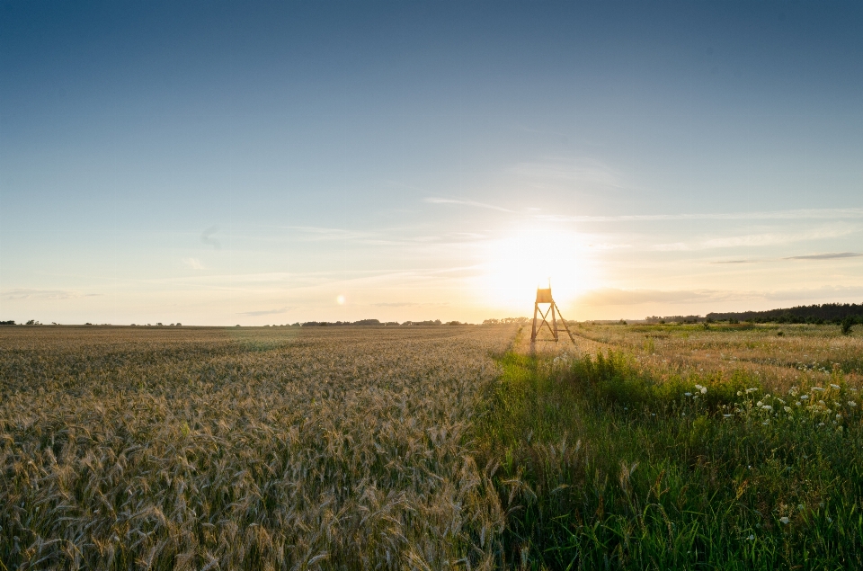 Landscape nature grass horizon