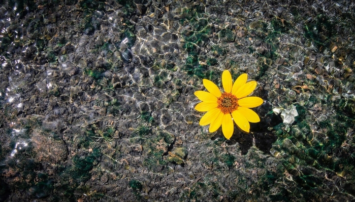 Water nature plant field Photo