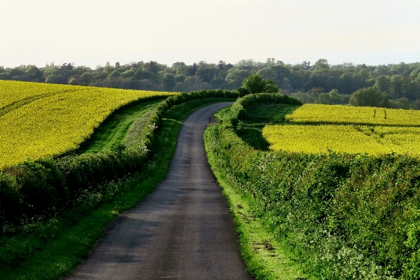 Landscape grass plant road Photo