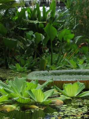 Forest plant leaf flower Photo