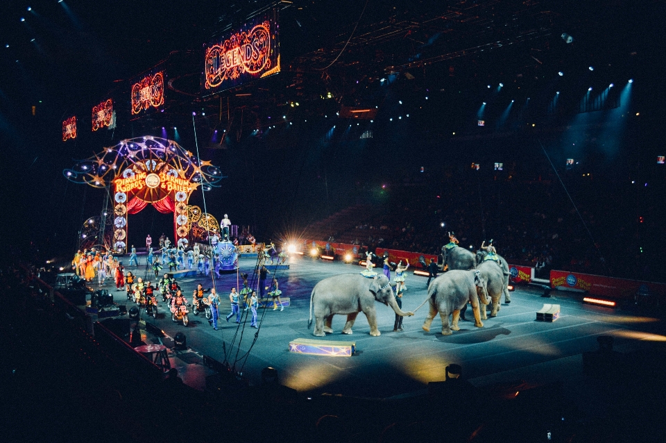 Nuit parc d'attractions
 montrer éléphant