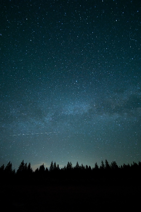 树 轮廓 天空 夜晚