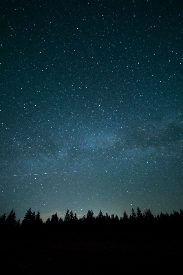 Foto árvore silhueta céu noite