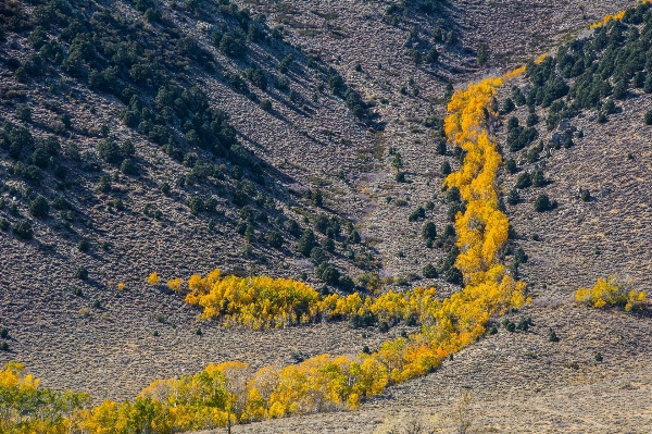 Landscape tree forest wilderness Photo