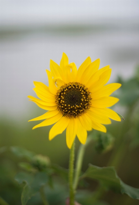 Natureza plantar campo flor