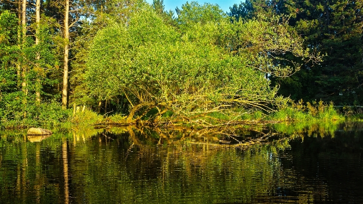 Baum natur wald sumpf Foto