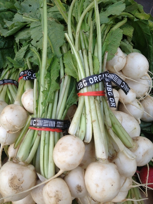 Nourriture produire légume gourde
