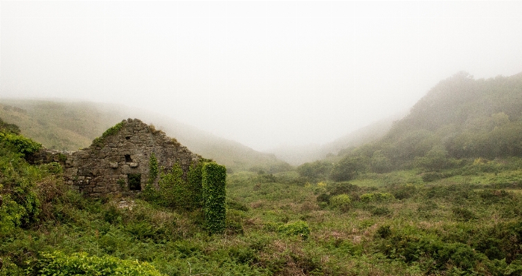 風景 木 自然 森 写真