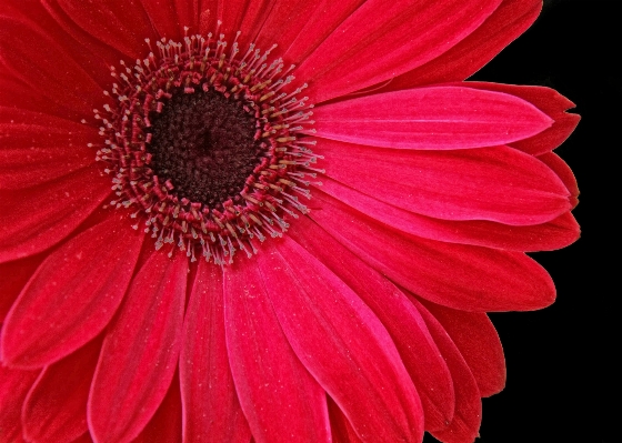 黒と白
 植物 花 花弁 写真