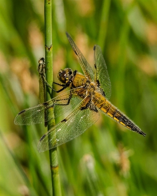 Photo Aile tige vert insecte