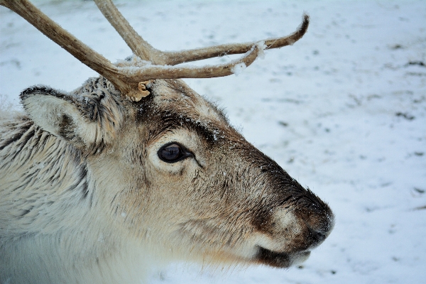 Foto Neve inverno animais selvagens cervo