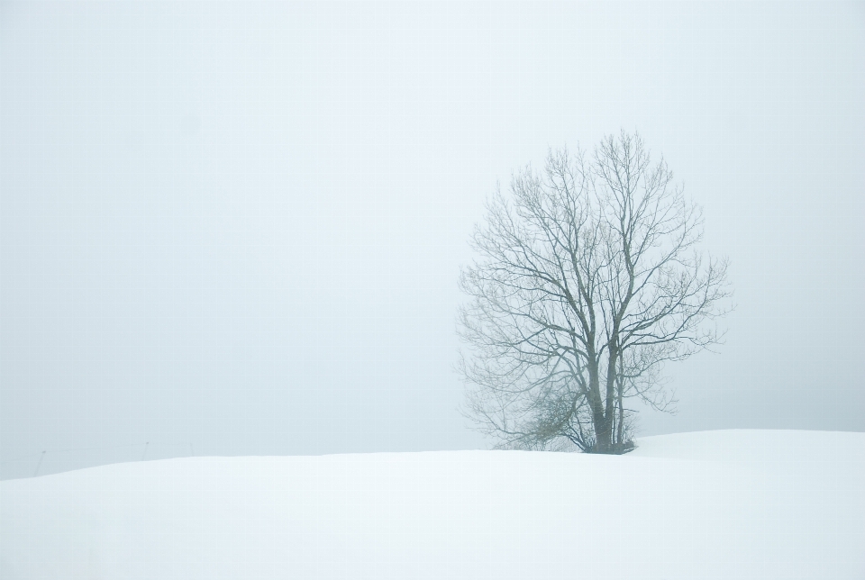 Tree branch snow winter