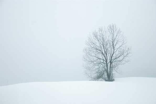 Tree branch snow winter Photo