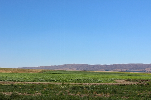 Landscape grass horizon marsh Photo