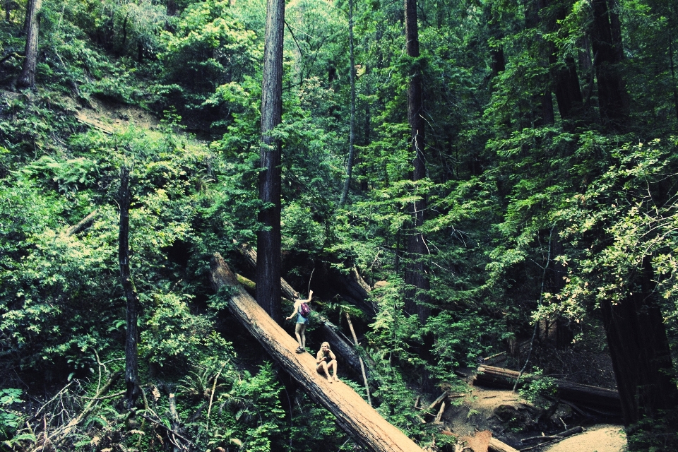 Albero foresta natura selvaggia
 escursionismo
