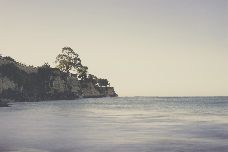 Plage mer côte arbre