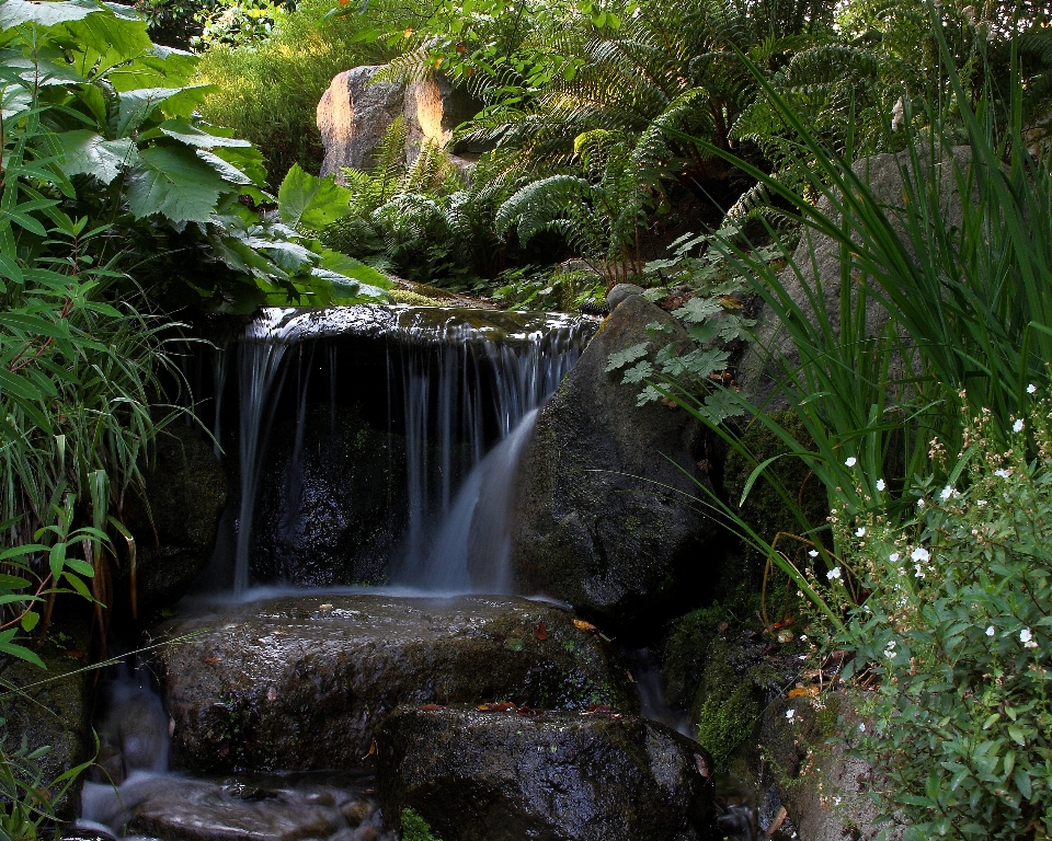 Baum wasser natur wald