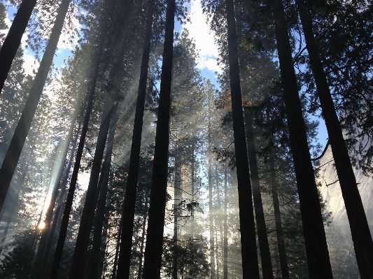 Tree nature forest branch Photo